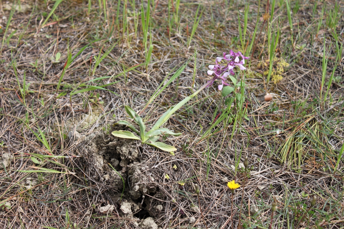 Orchidaceae (Orkidegiller) 